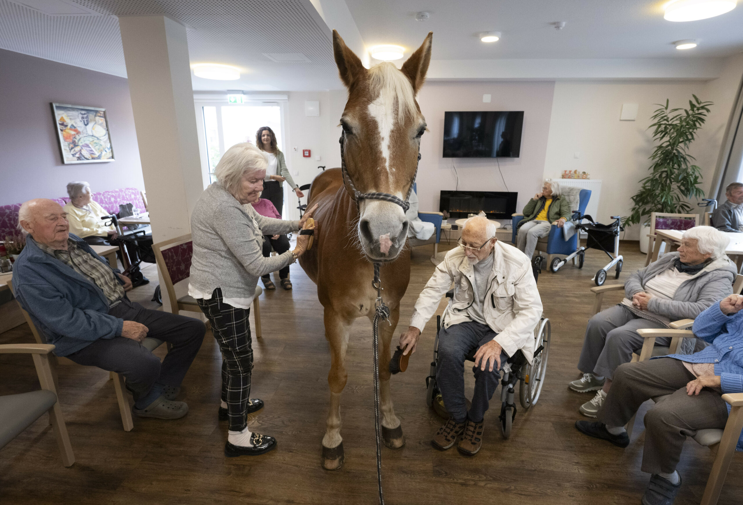 Geduldig lässt sich Wega im Speisesaal der Seniorenresidenz «Hyggegarten» in Bückeburg von Brigitte Friederichs (70) und Wilhelm Zimmermannn (96) striegeln.