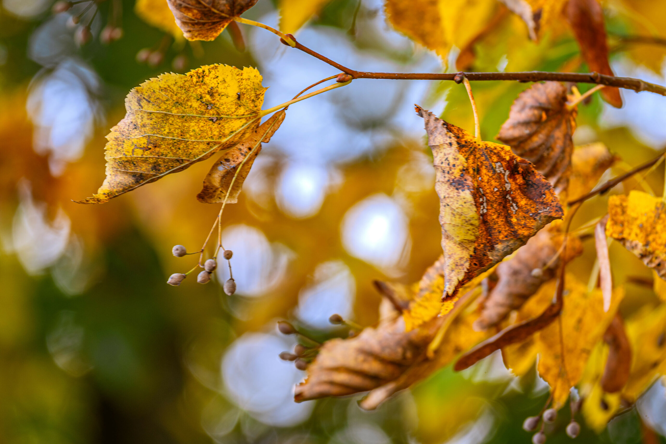 Goldene Herbstblätter hängen an einem Ast.