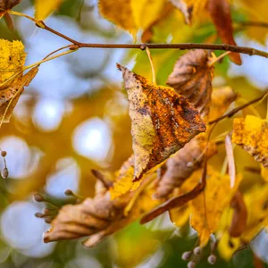Goldene Herbstblätter hängen an einem Ast.