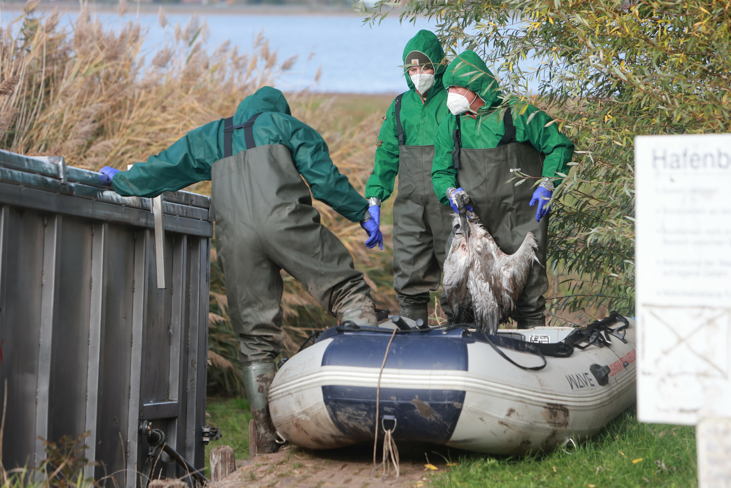 Kraniche Feuerwehr Vogelgrippe