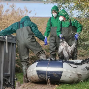 Kraniche Feuerwehr Vogelgrippe