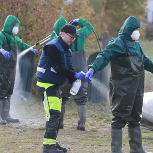 Feuerwehrleute werden nach dem Umgang mit Vogelgrippe-Kadavern desinfiziert.
