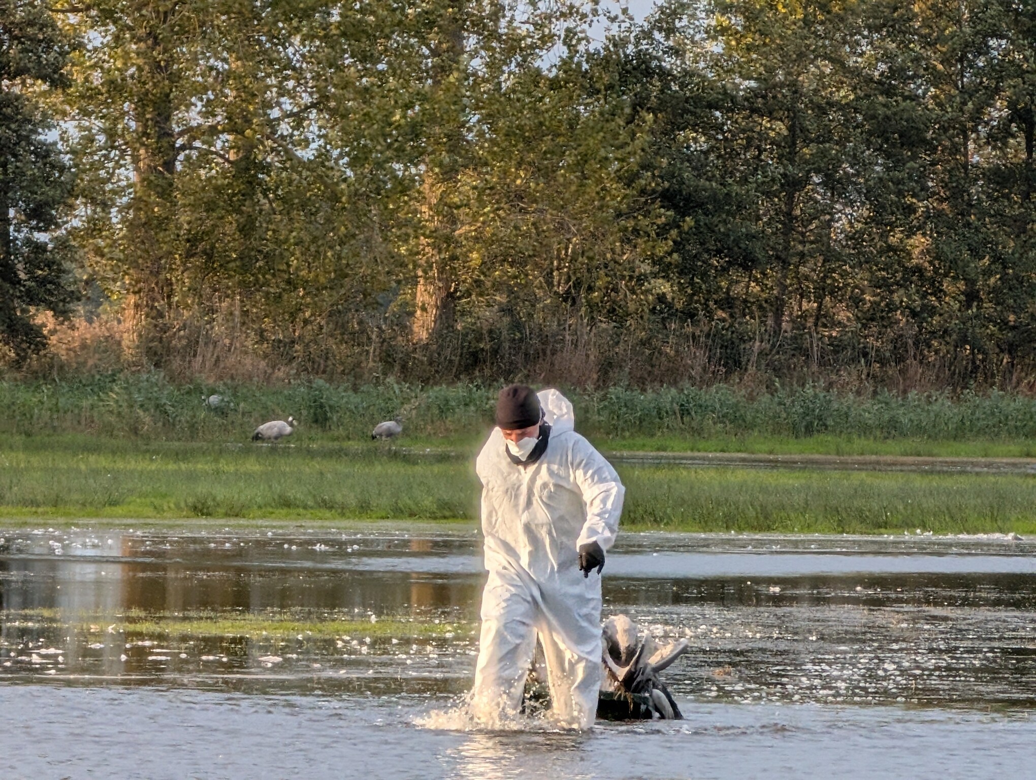 Tote Kraniche aus Wasser geborgen.