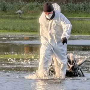 Tote Kraniche aus Wasser geborgen.