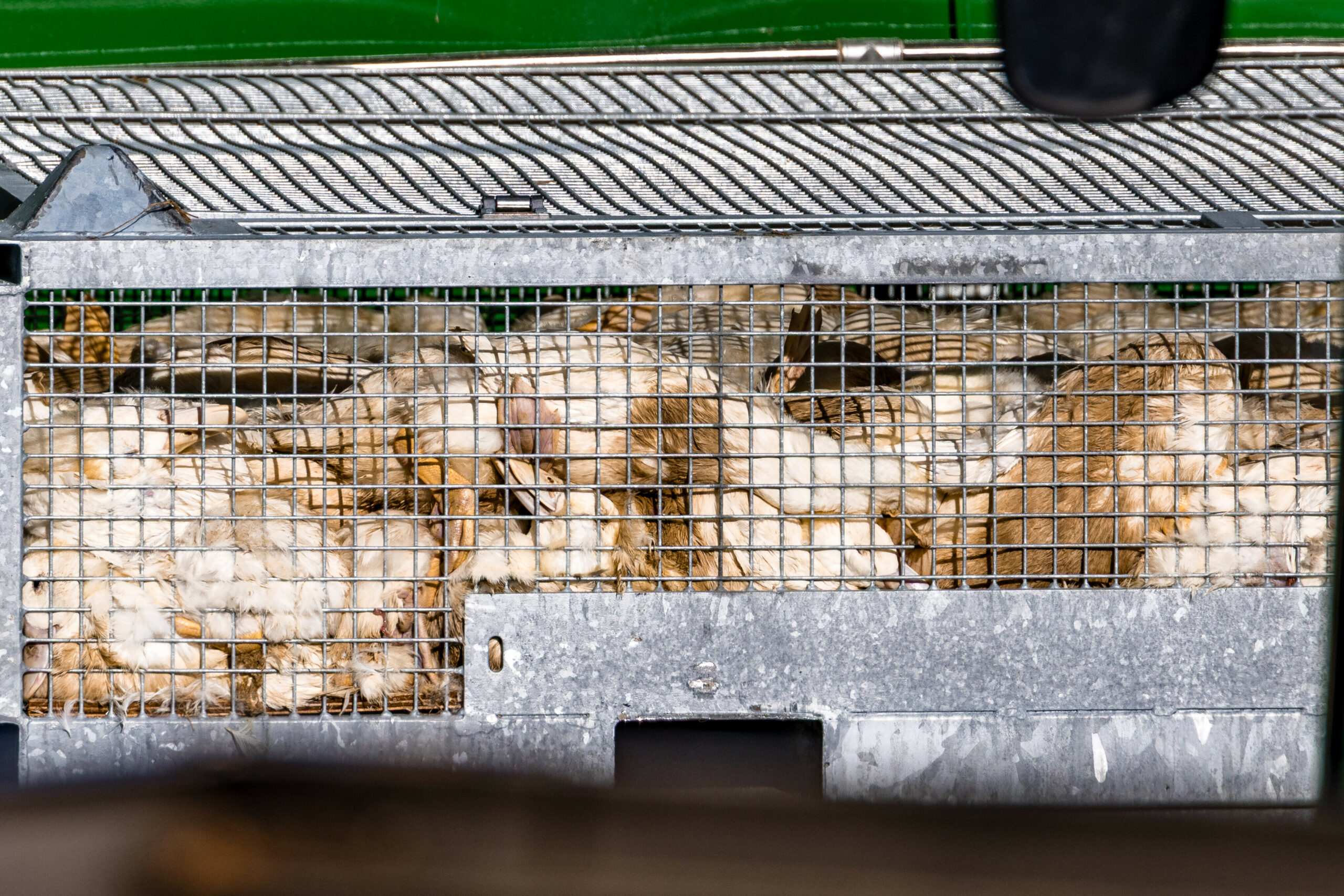 Rund 180 Mastgänse sind getötet worden.