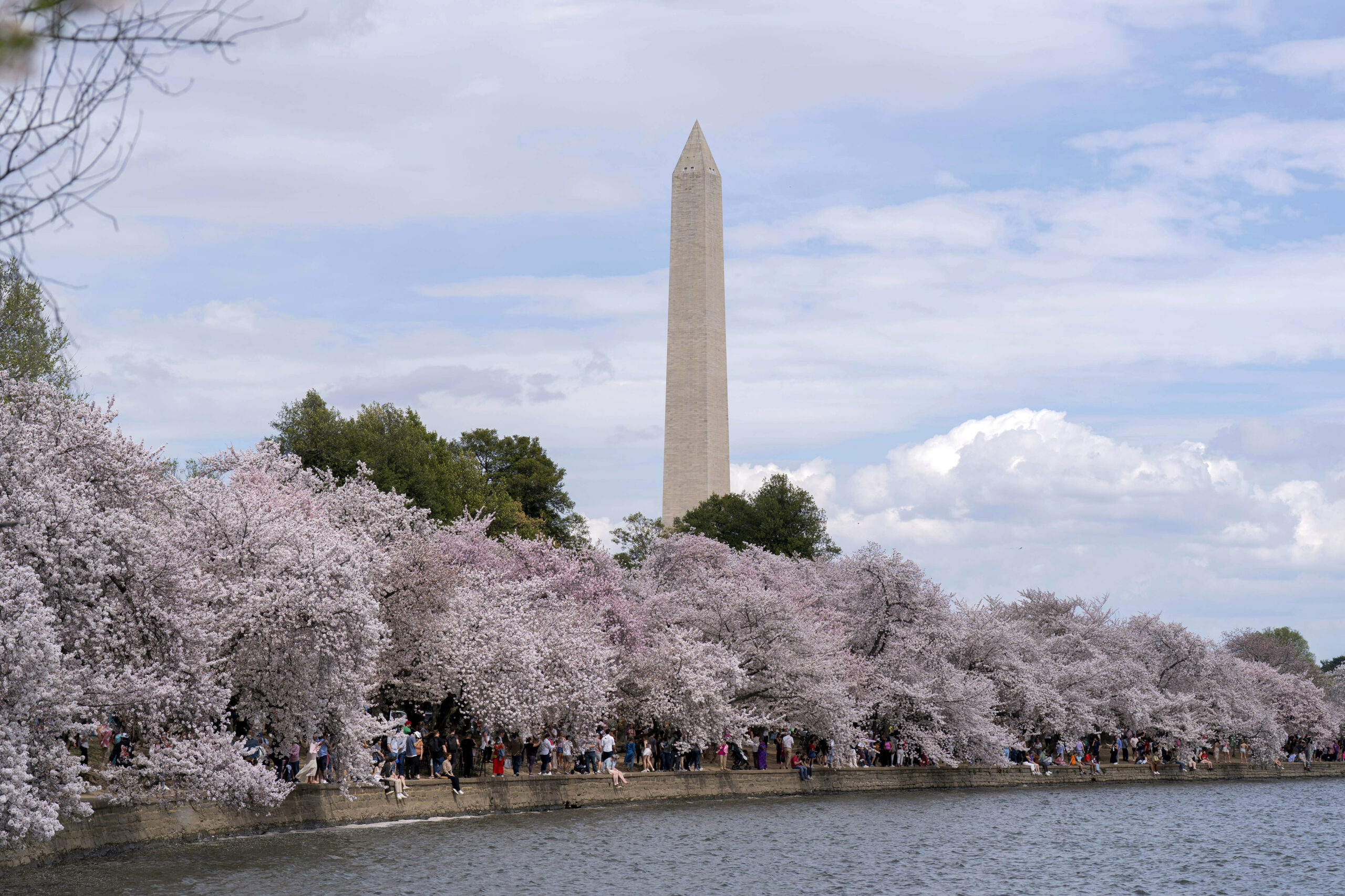 Mit dem Washington Monument im Hintergrund spazieren Besucher am Tidal Basin entlang, während die Kirschbäume in voller Blüte stehen.