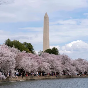 Mit dem Washington Monument im Hintergrund spazieren Besucher am Tidal Basin entlang, während die Kirschbäume in voller Blüte stehen.