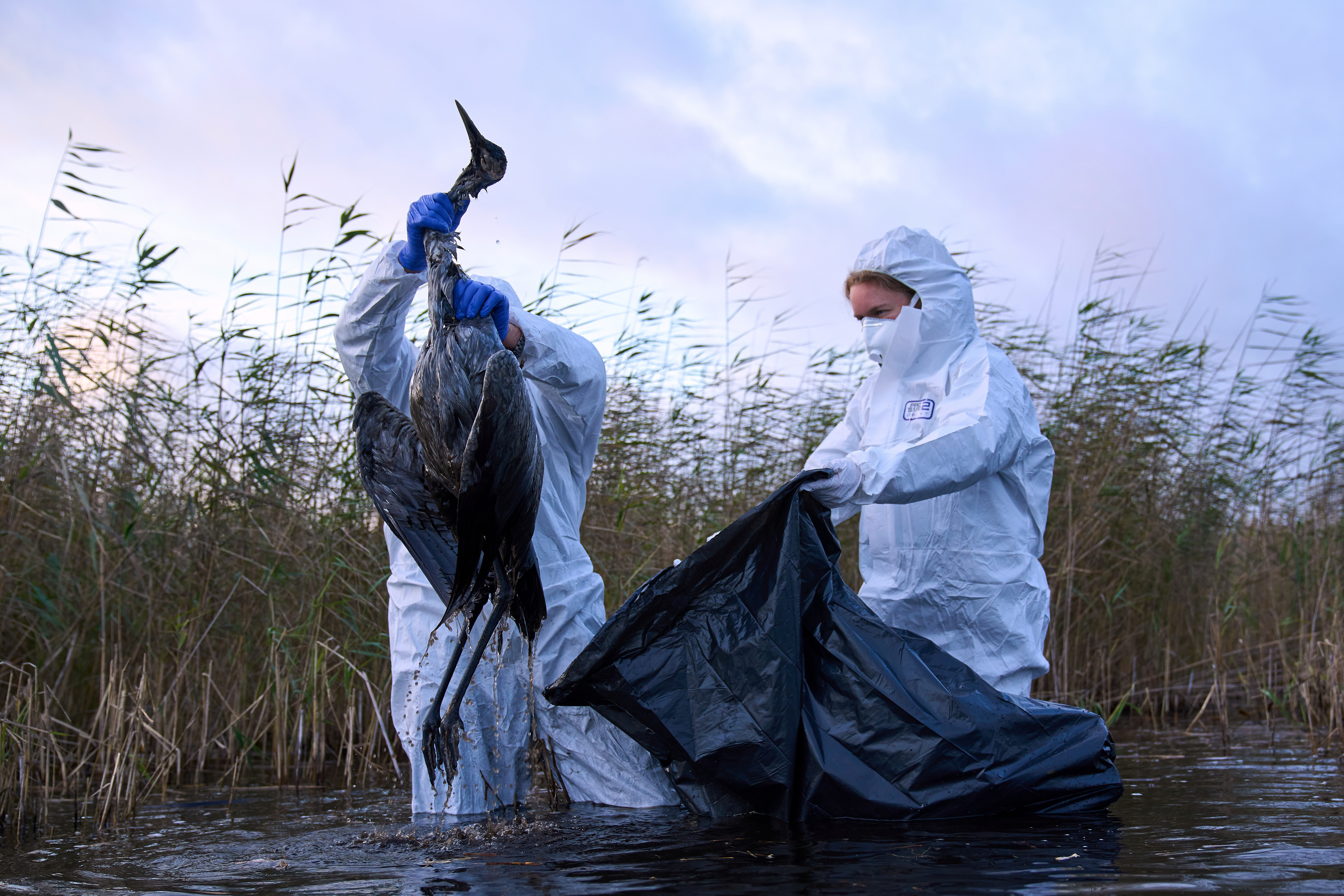 Umweltarbeiter sammeln die Kadaver von Vögeln, die an der Vogelgrippe verendet sind, aus einem See.