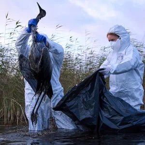 Umweltarbeiter sammeln die Kadaver von Vögeln, die an der Vogelgrippe verendet sind, aus einem See.
