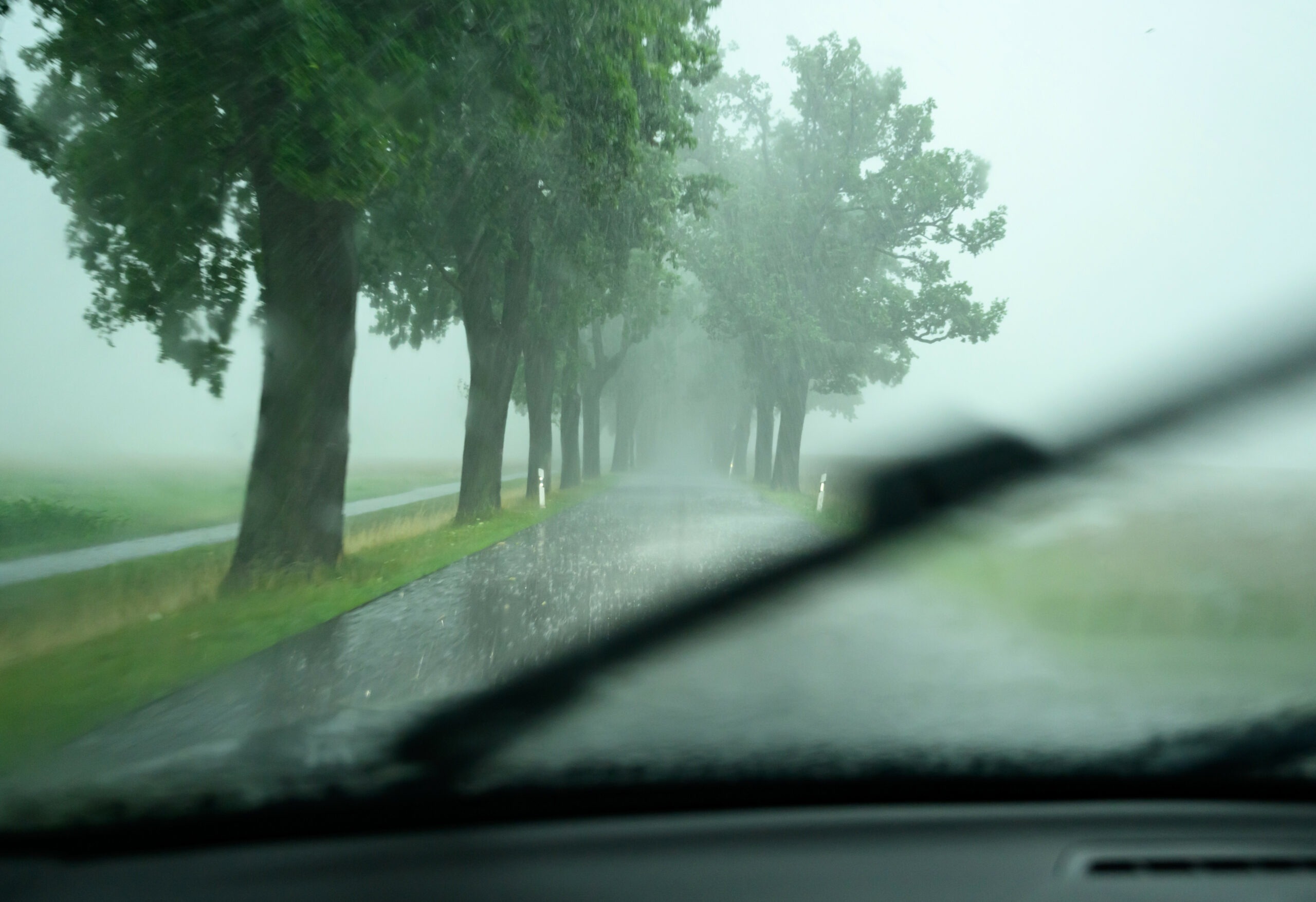 Blick durch die Windschutzscheibe auf eine Allee.