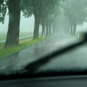 Blick durch die Windschutzscheibe auf eine Allee.