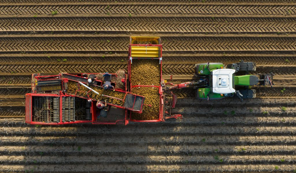 Schwierige-Kartoffelernte-im-Norden-Doch-f-r-die-Kunden-gibt-es-eine-gute-Nachricht