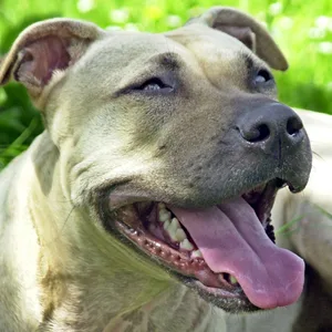 Ein Staffordshire-Terrier-Mix: Mit einem solchen Hund war der Angeklagte unterwegs.