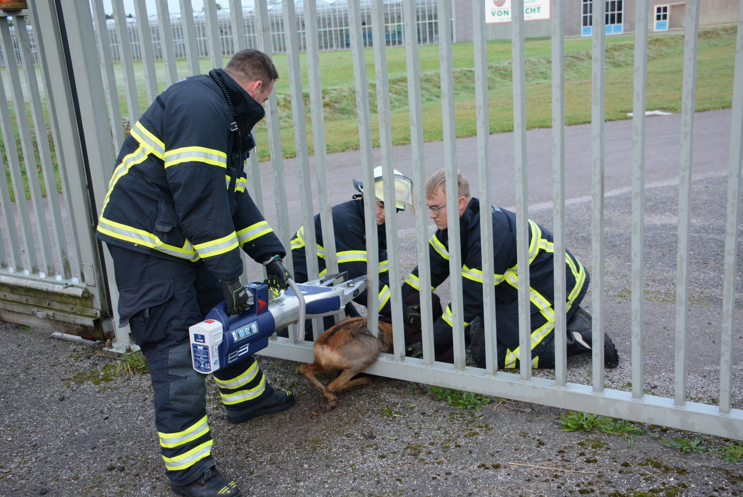 Ein Reh steckt in einem Metalltor