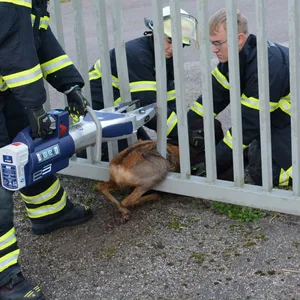 Ein Reh steckt in einem Metalltor