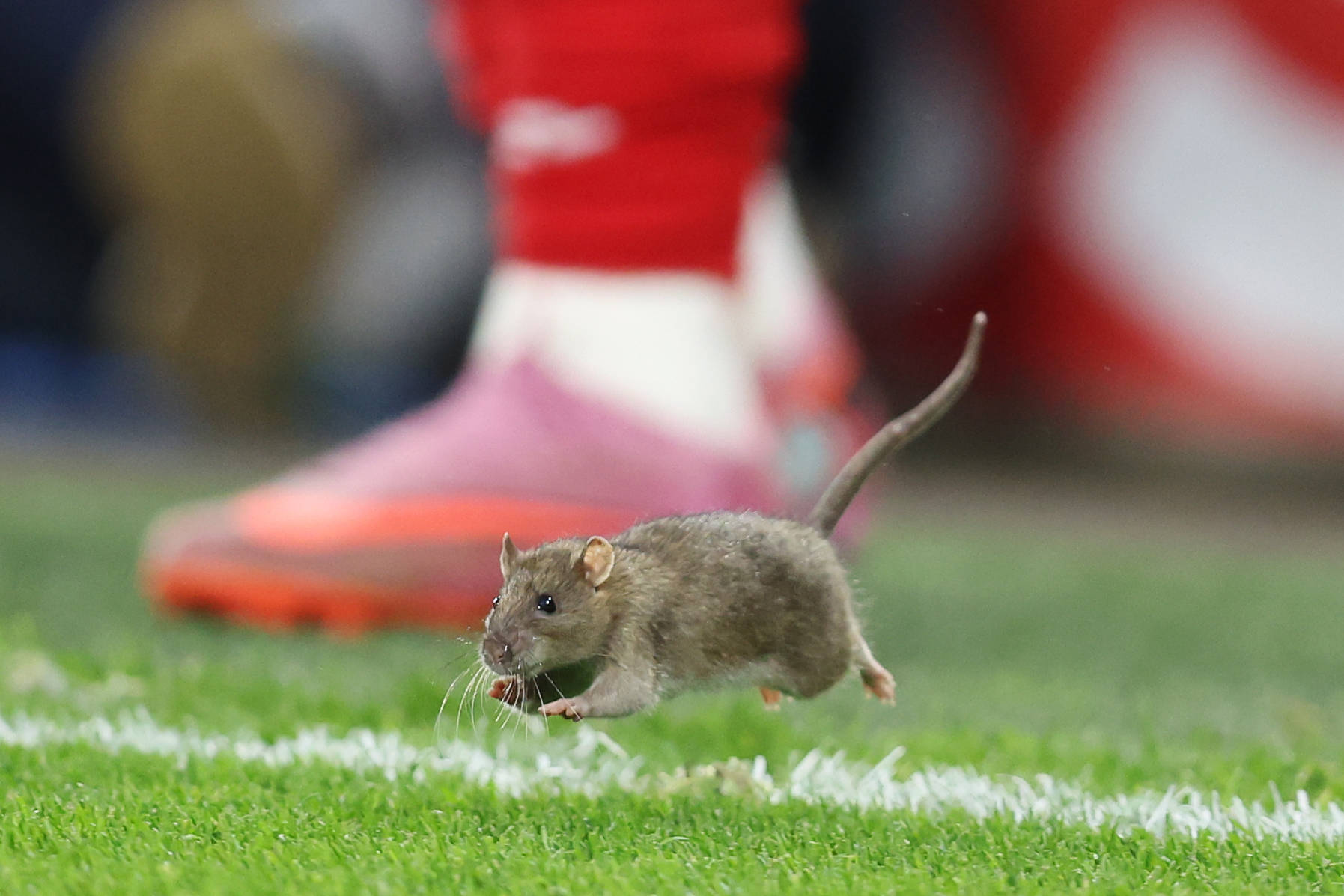 Eine Ratte läuft übeer ein Fußballfeld