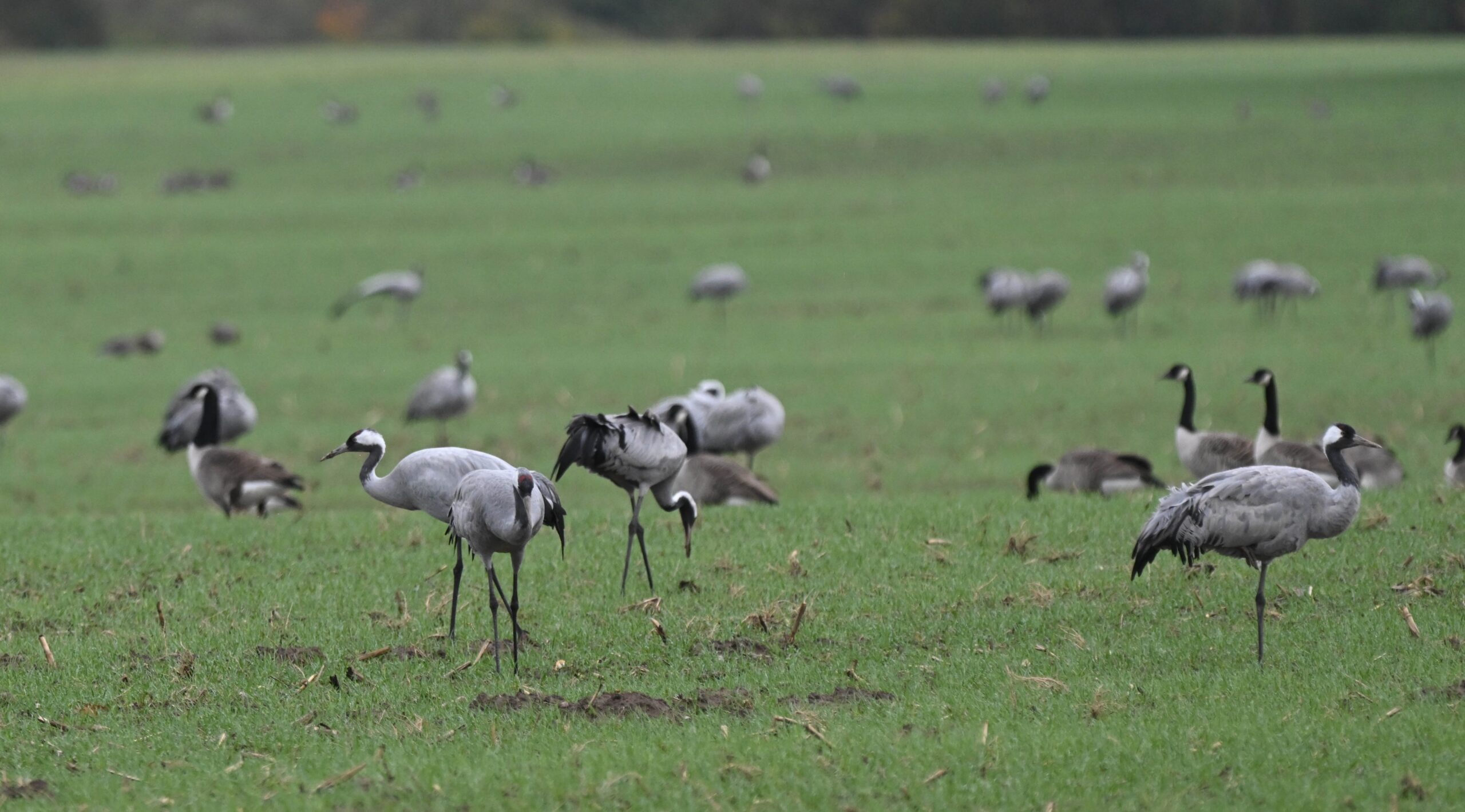 Kraniche stehen auf einem Feld bei Stralsund im Landkreis Vorpommern-Rügen. Vor allem diese Art ist von der Vogelgrippe betroffen.