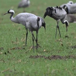 Kraniche stehen auf einem Feld bei Stralsund im Landkreis Vorpommern-Rügen. Vor allem diese Art ist von der Vogelgrippe betroffen.