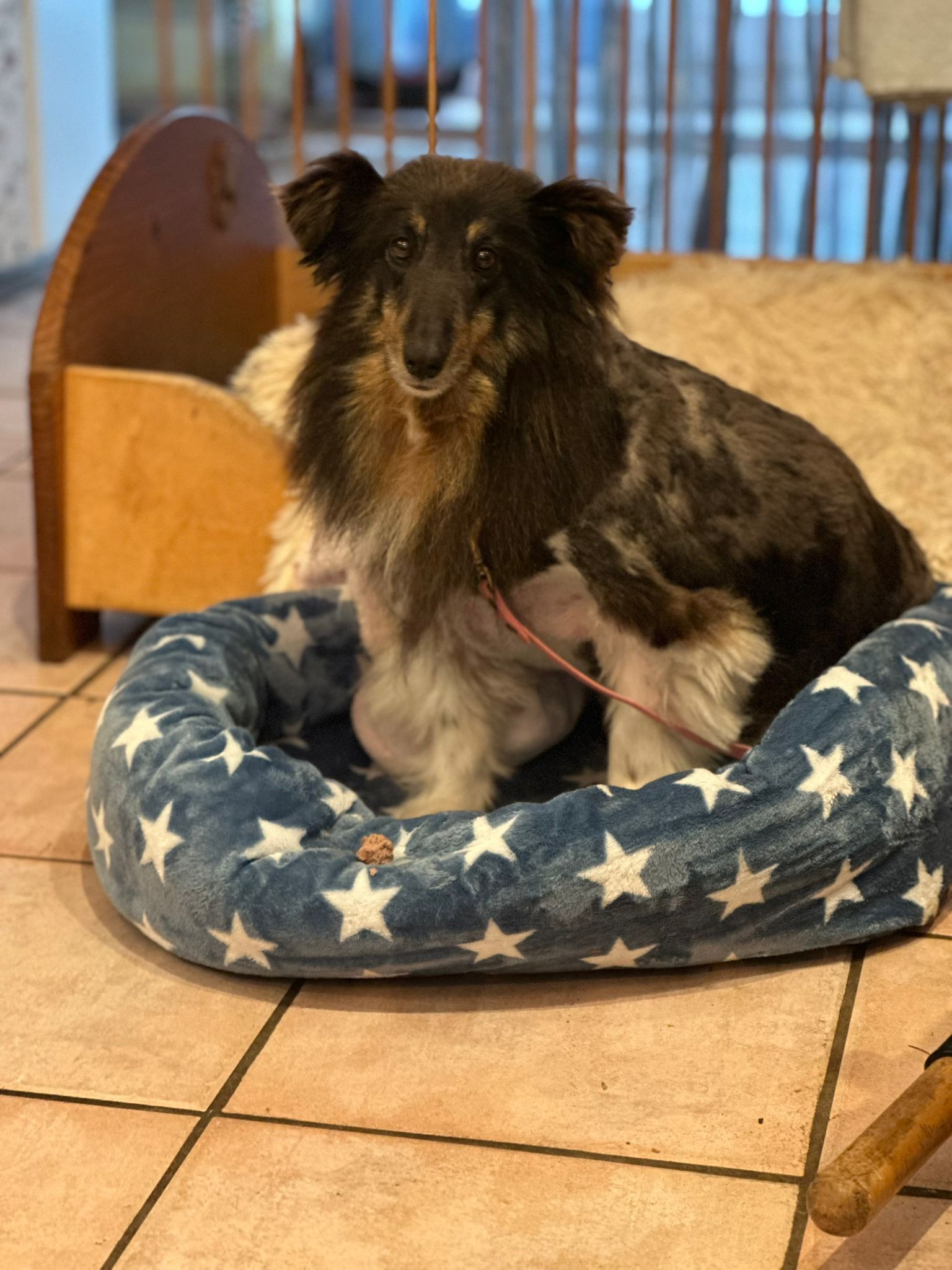 Hund in Körbchen