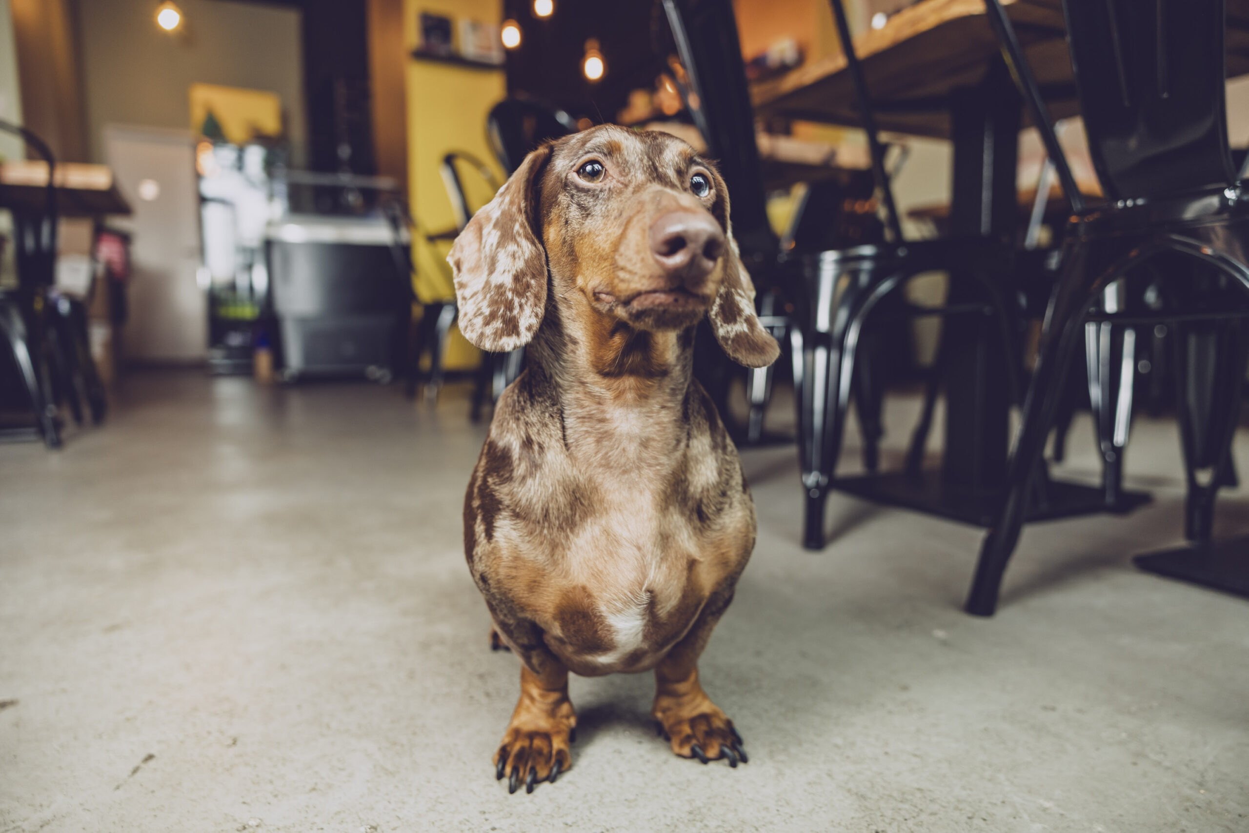 Dackel Dieter hat in seinem Café das Sagen.