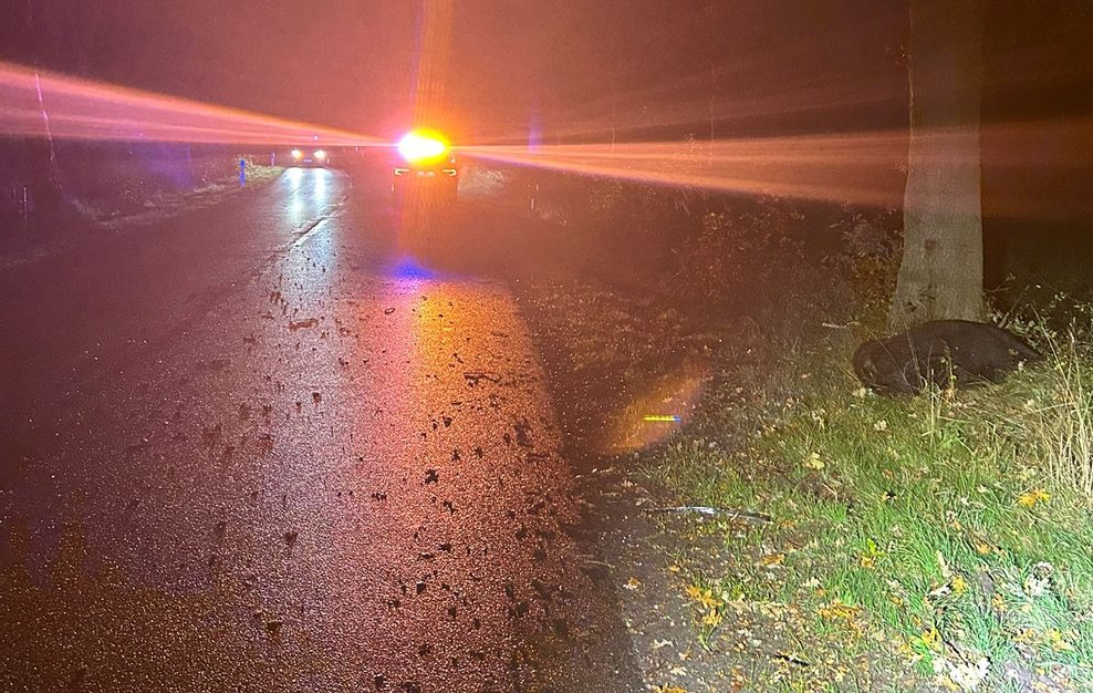 Am Straßenrand in Schortens (Landkreis Friesland) liegt ein Rind, das bei einem Unfall tödlich verletzt wurde.