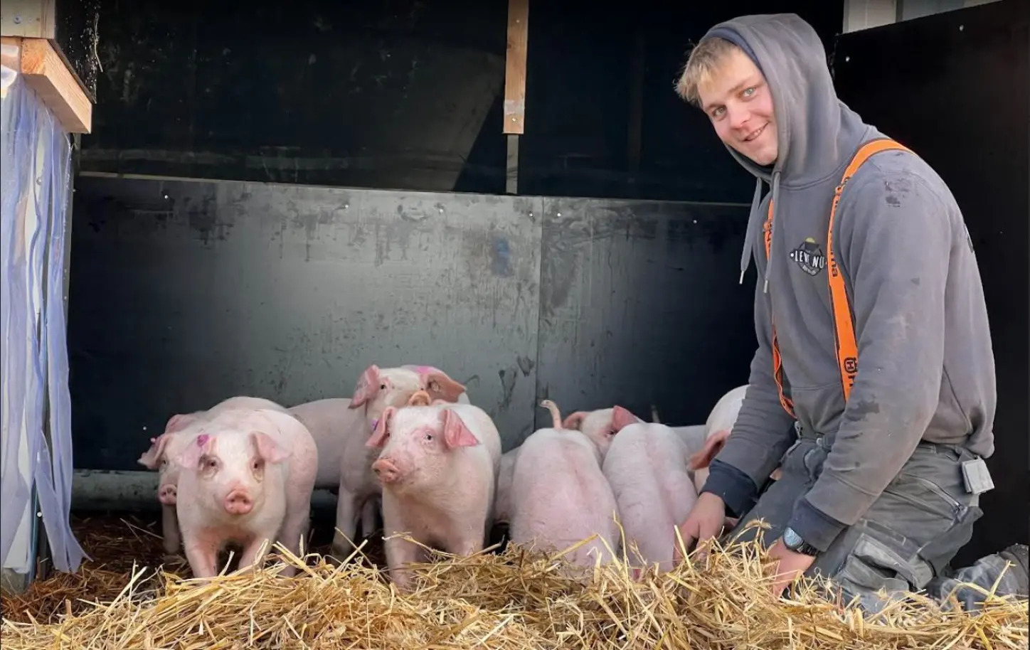 Bauer Amrum Schweine