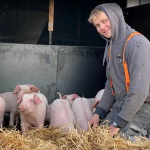 Bauer Amrum Schweine