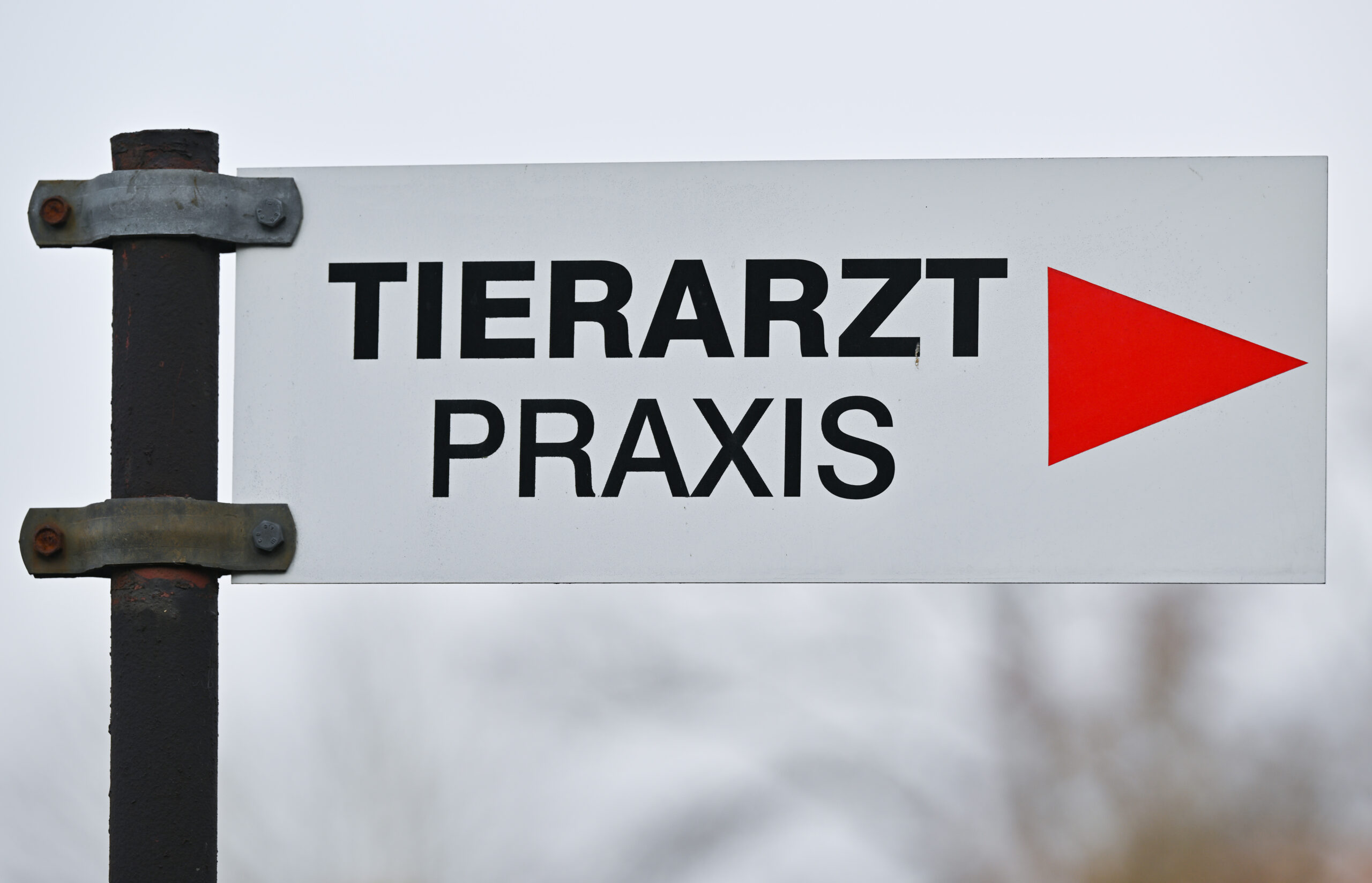 Die als „Hasenpest“ bekannte Myxomatose grassiert nun in Schleswig-Holstein.