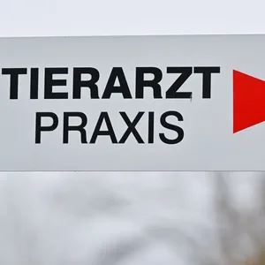 Die als „Hasenpest“ bekannte Myxomatose grassiert nun in Schleswig-Holstein.