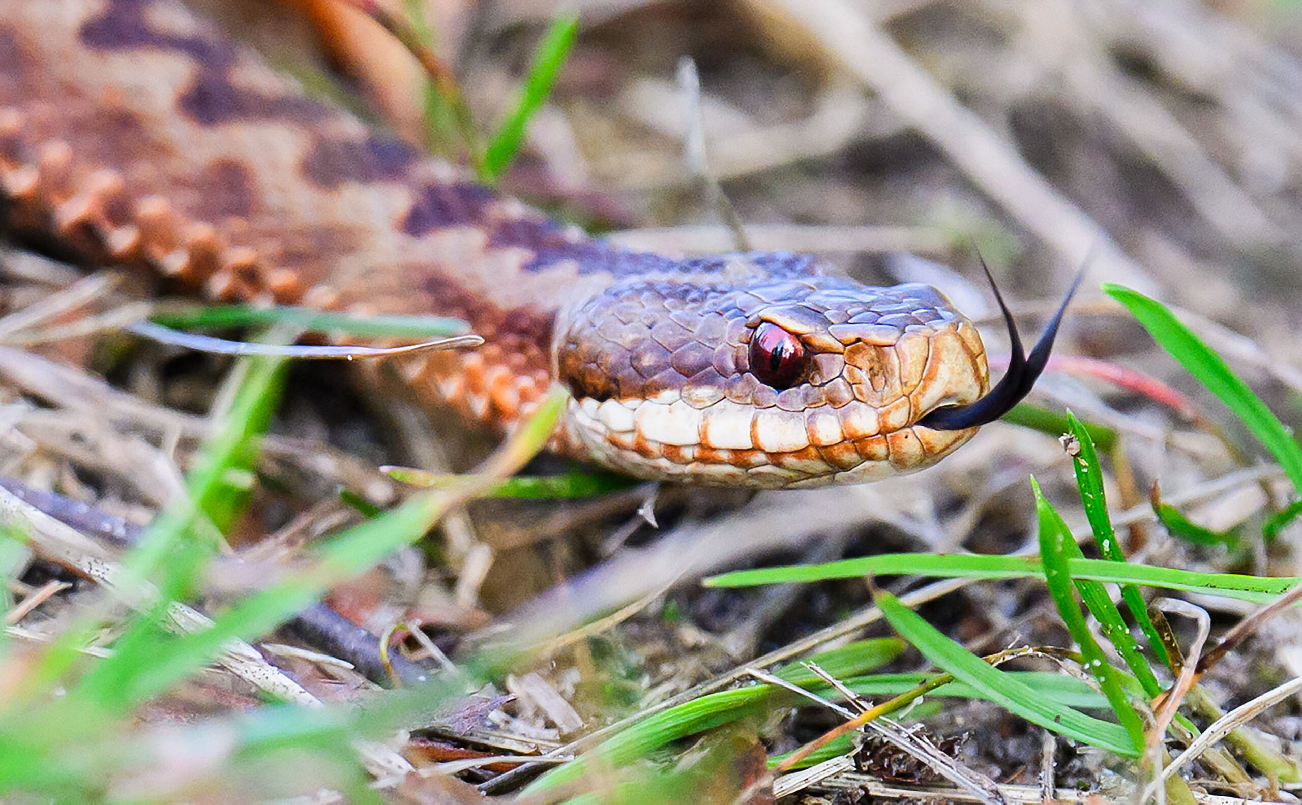 Eine Kreuzotter (Vipera berus)