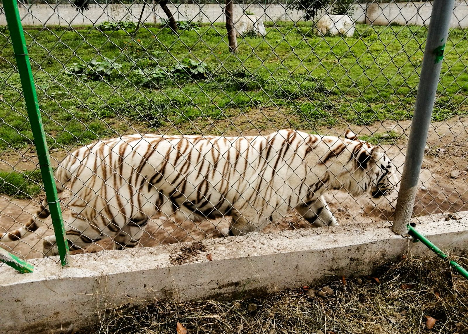 Ein bengalischen Tiger