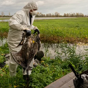 Ein Helfer sammelt in Norddeutschland tote Kraniche auf (Symbolbild). Die Vogelgrippe breitet sich rasant aus.