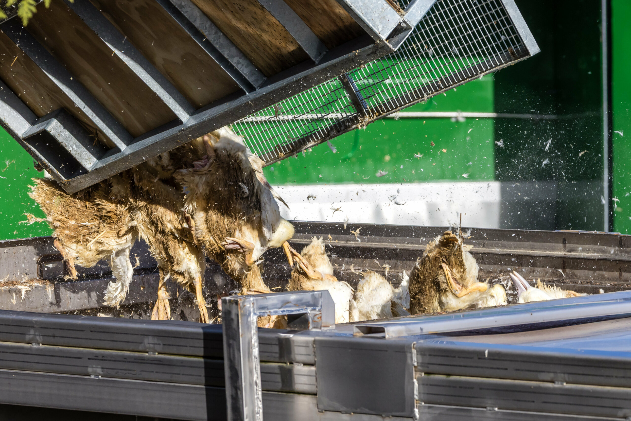 Enten, die in einer von Geflügelpest befallenen Anlage getötet wurden, werden in einen Transportbehälter gekippt.