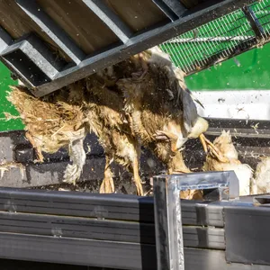 Enten, die in einer von Geflügelpest befallenen Anlage getötet wurden, werden in einen Transportbehälter gekippt.