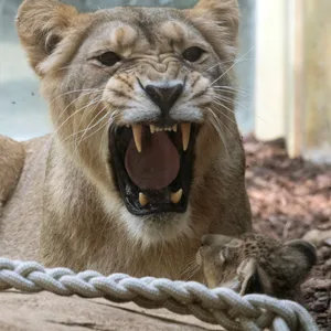 Junglöwe ist zu sehen.