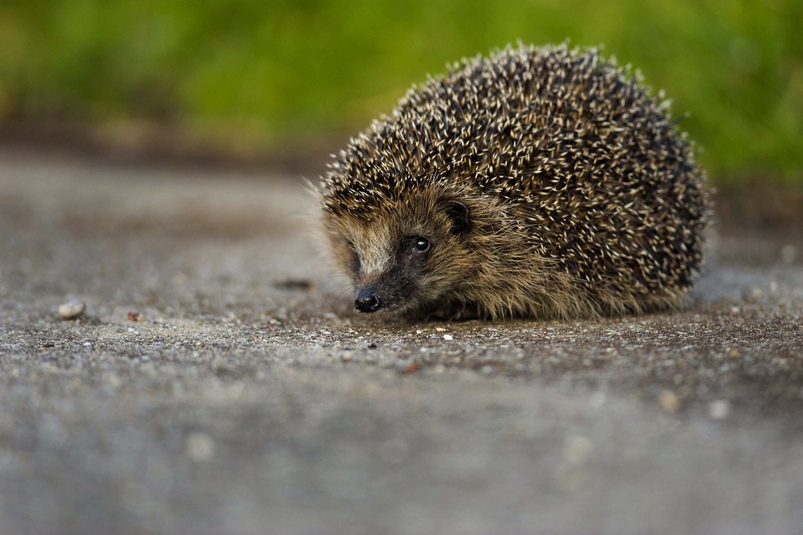 Igel