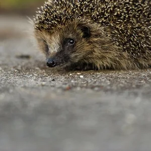 Igel