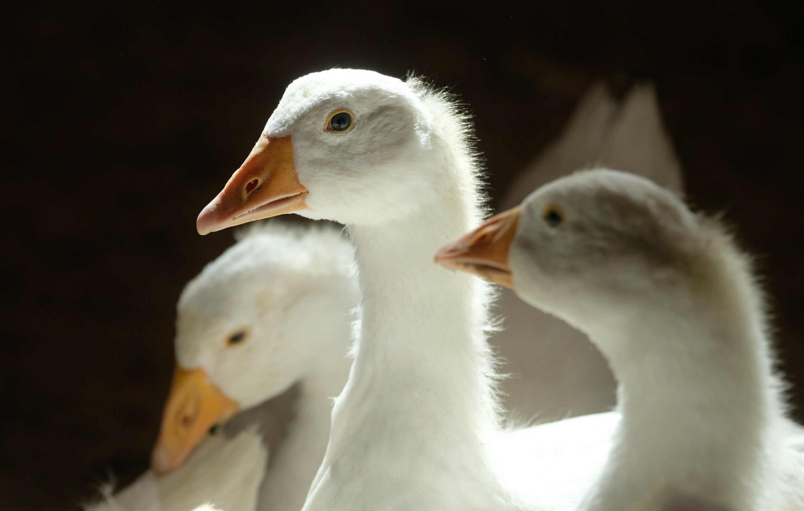 Gänse in einer Halle.