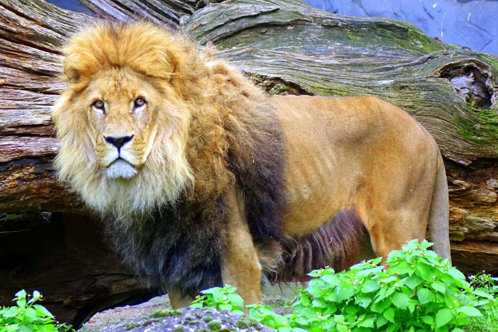 Nawiri Tierpark Hagenbeck
