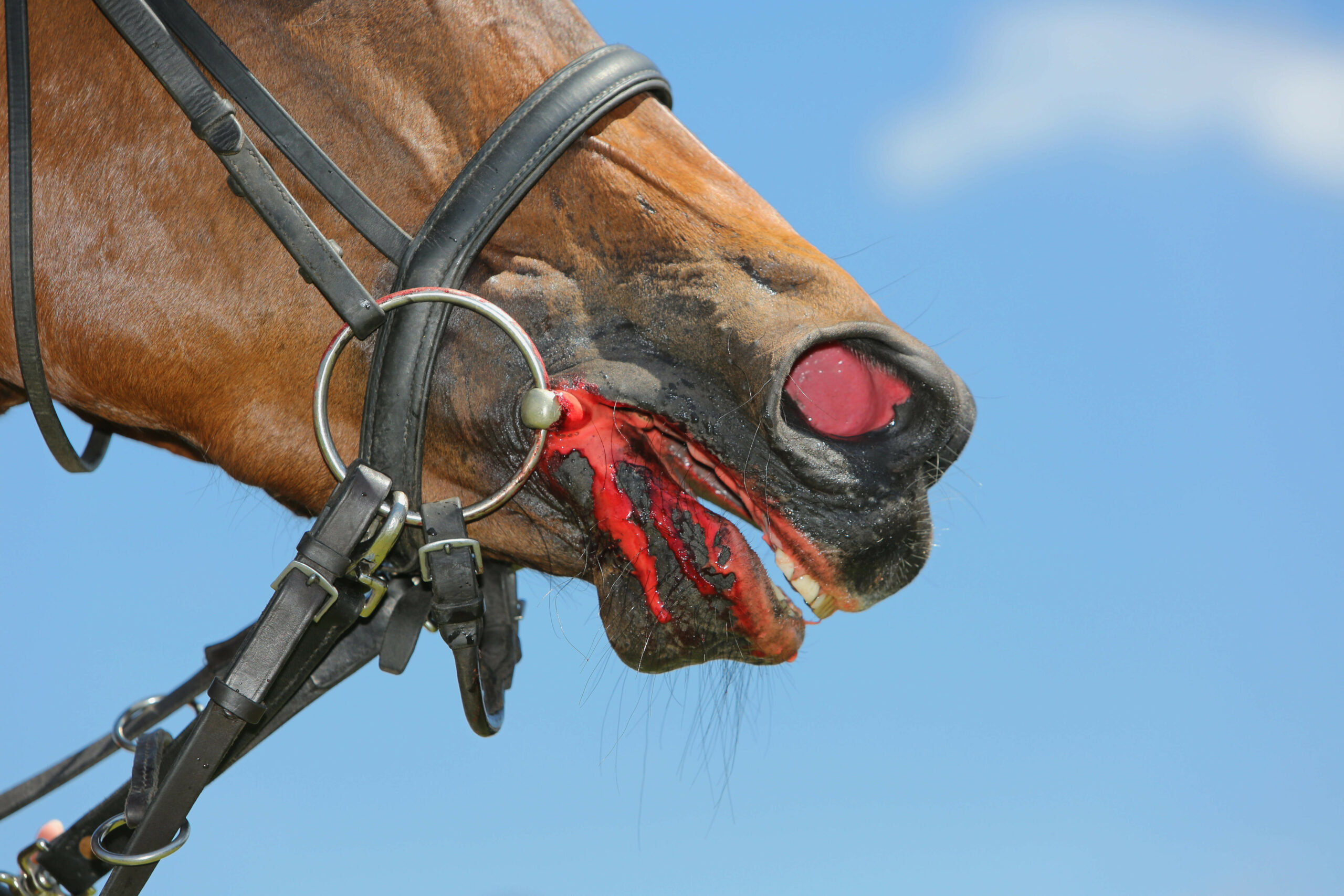 Ein Pferd blutet aus dem Maul