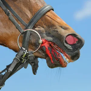 Ein Pferd blutet aus dem Maul