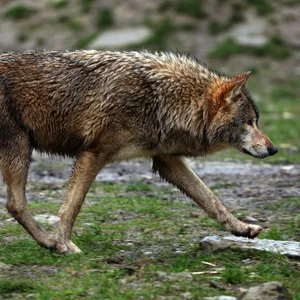 Die Angriffe auf Weichtiere durch Wölfe sind in den letzten Jahren stark gestiegen. Nun soll der Abschuss von Problemwölfen Deutschlandweit ermöglicht werden.