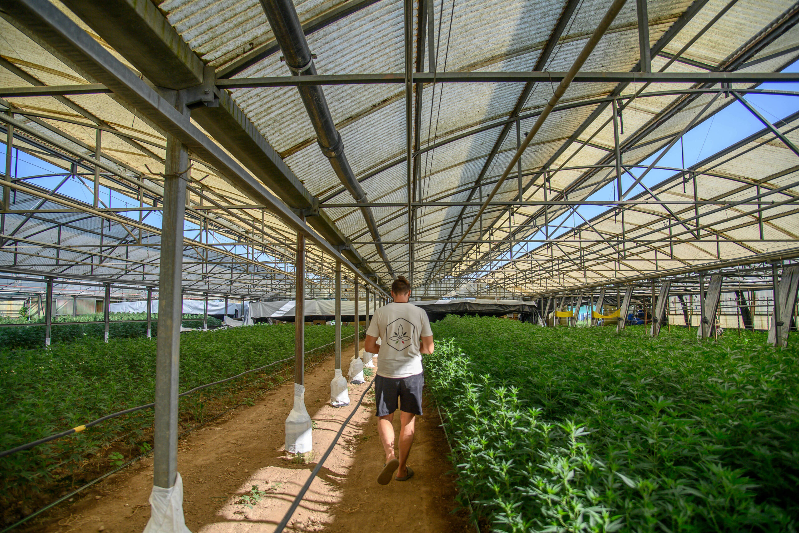 Cannabis-Plantage in einem großen Gewächshaus.