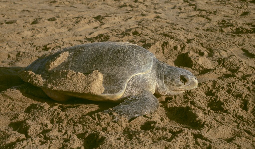 Schildkr-te-auf-Sylt-gefunden-diese-hat-ein-Problem-mit-dem-Tauchen