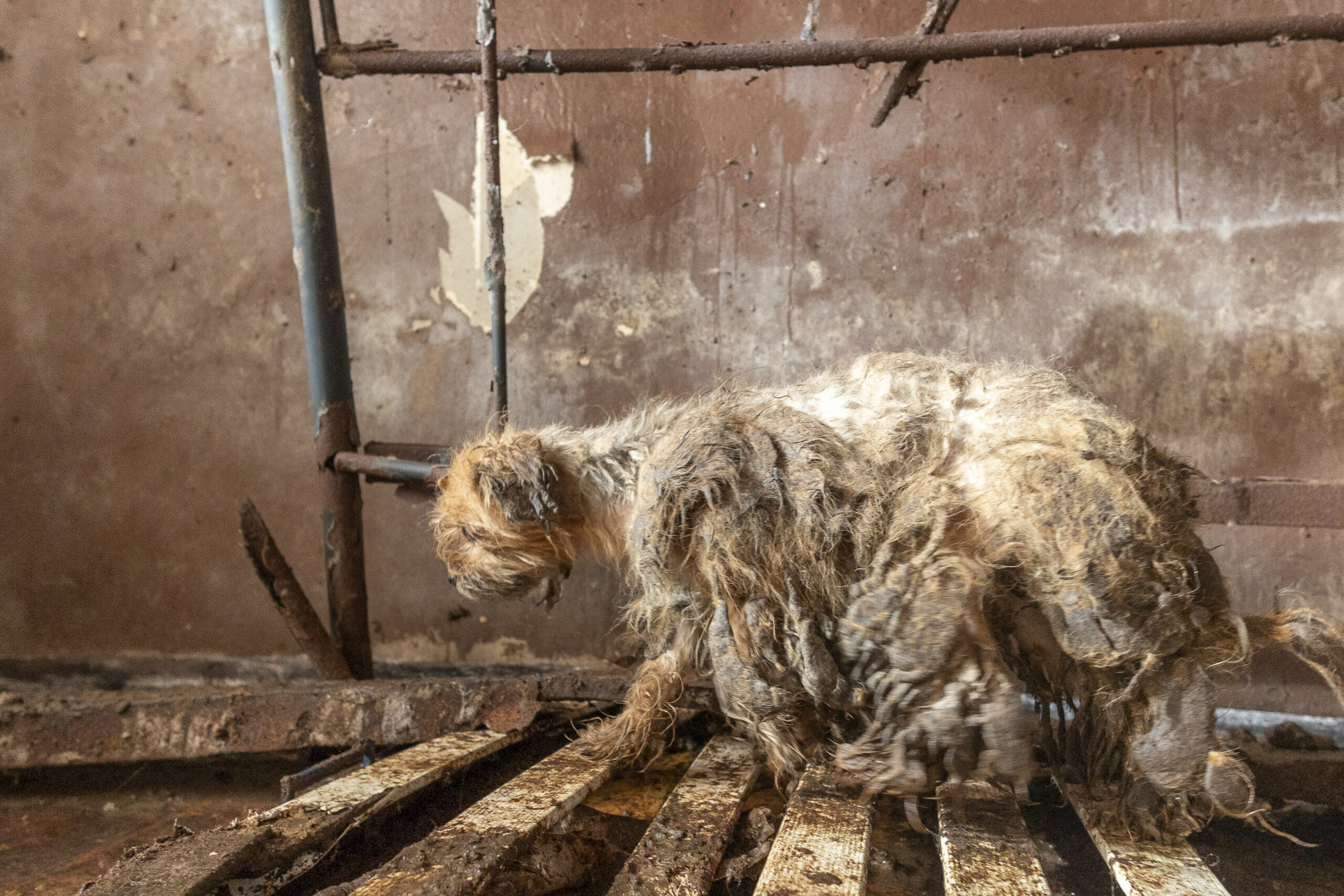 Ein verwahrloster Hund (Archivbild).