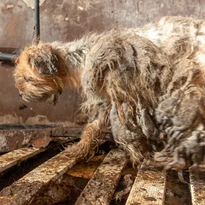 Ein verwahrloster Hund (Archivbild).