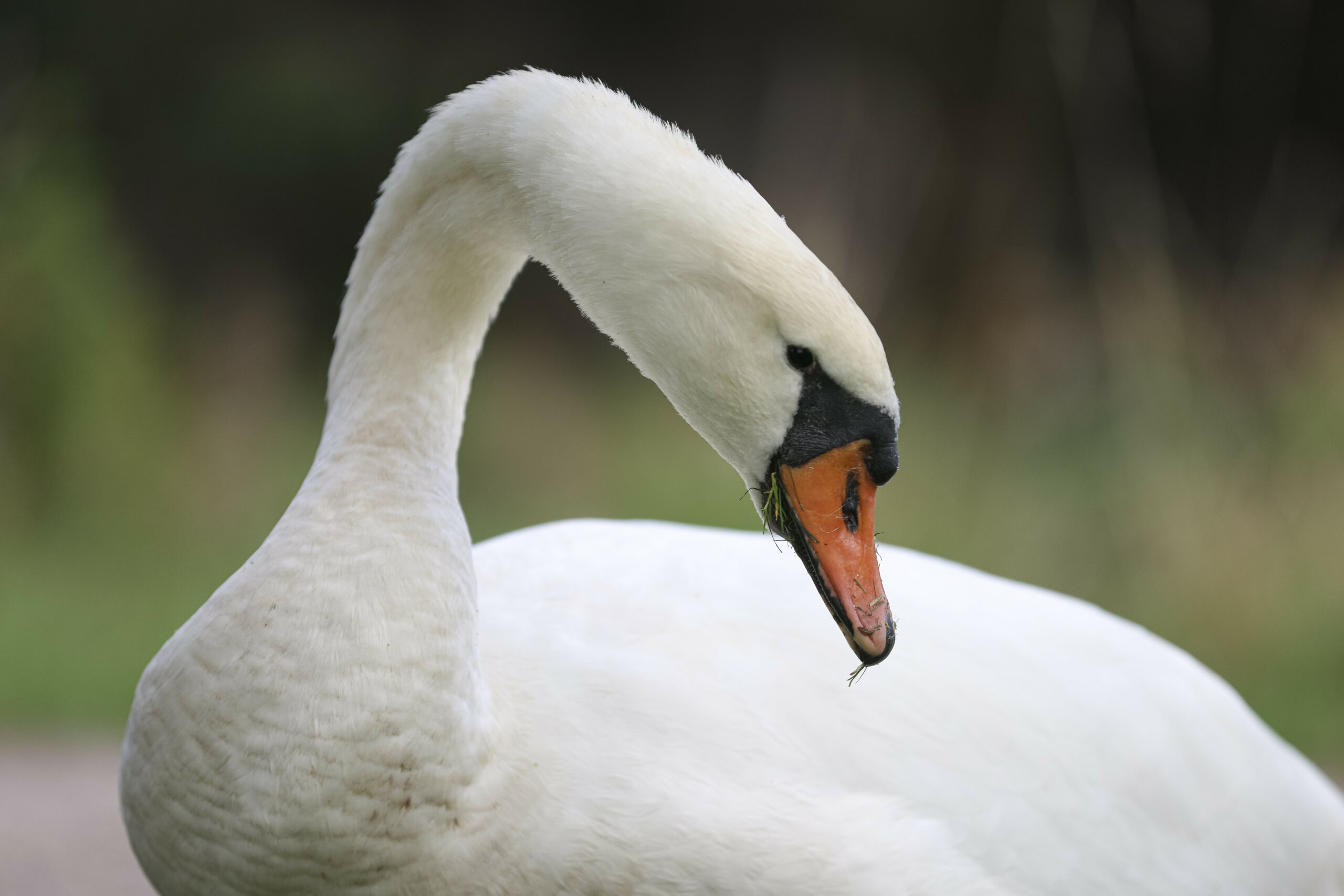 Ein Schwan