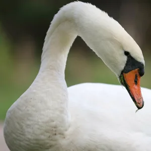 Ein Schwan