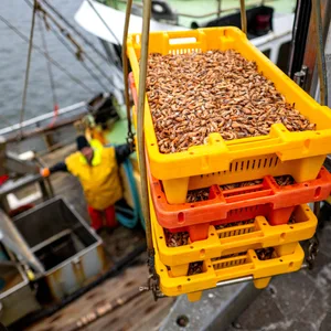 Ein Fischer auf einem Kutter mit frisch gefangenen Krabben.