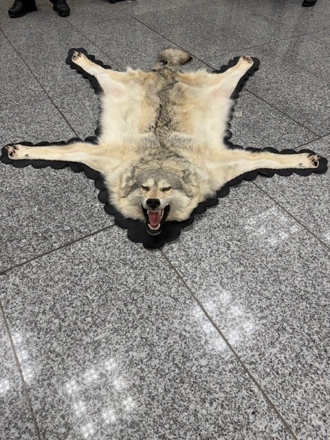 Zoll findet einen Wolfspelz im Koffer